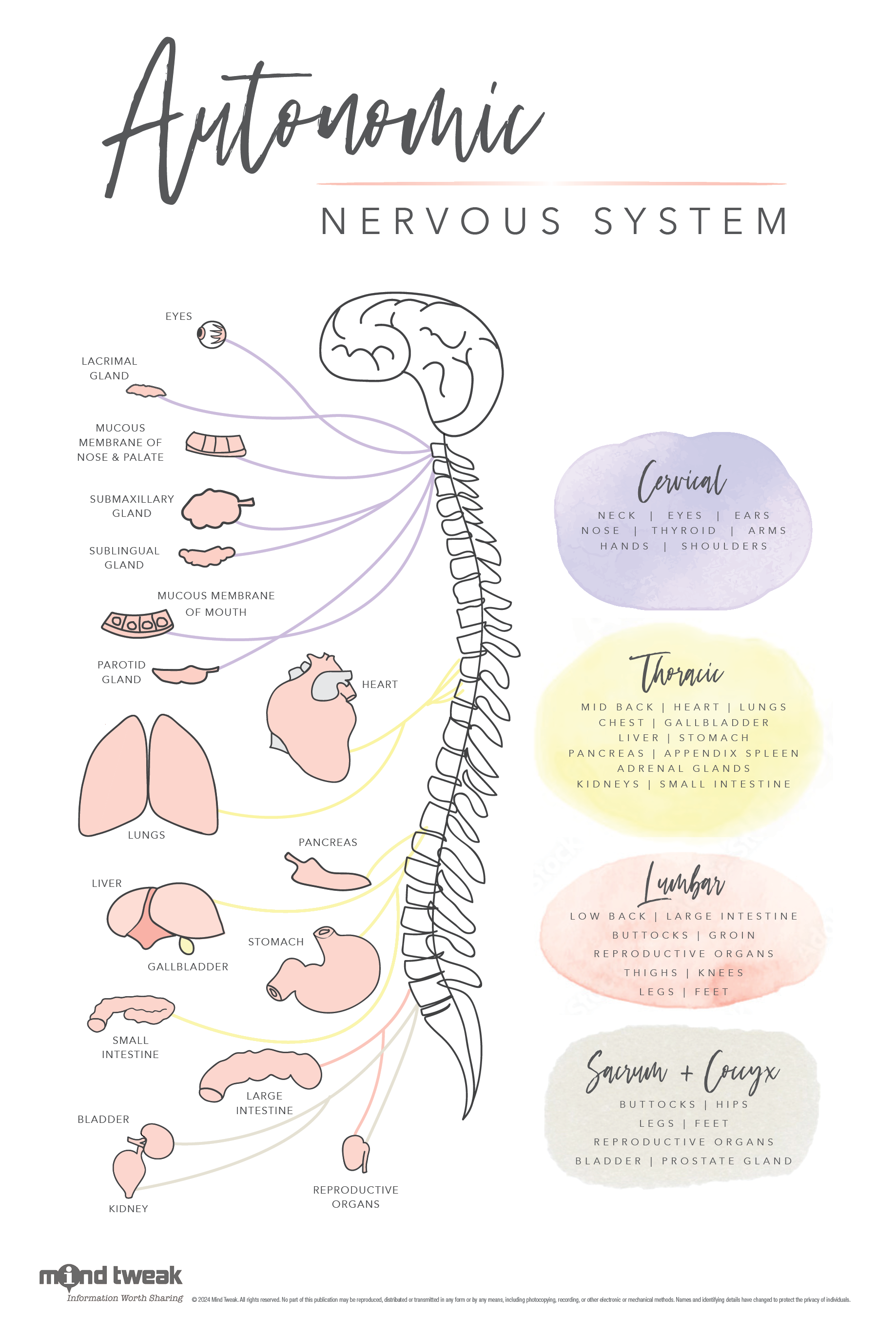 Mid-Modern Autonomic Nervous System