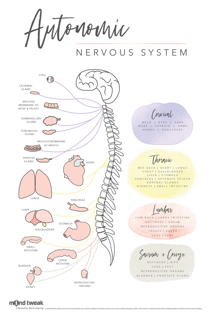 Mid-Modern Autonomic Nervous System