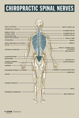 Chiropractic Spinal Nerves