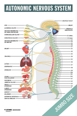 Autonomic Nervous System - JUMBO SIZE