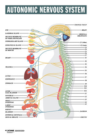 Autonomic Nervous System