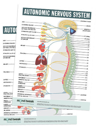 Autonomic Nervous System
